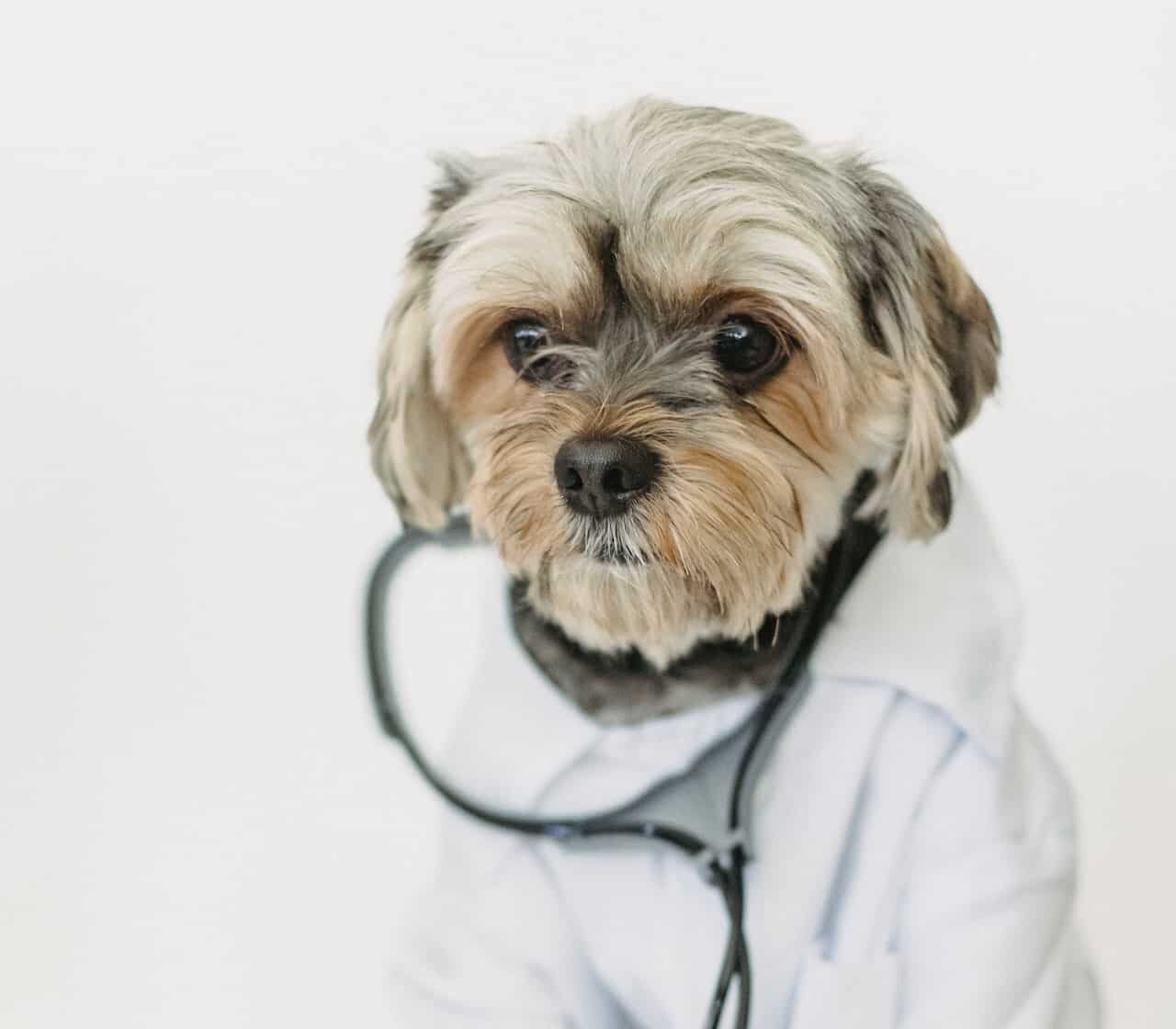 RE.DOCTOR Фотоплетизмографическая диагностика домашних животных
